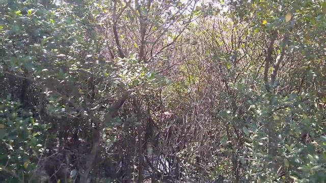 Гнезда цапель в мангровом лесу смотреть онлайн