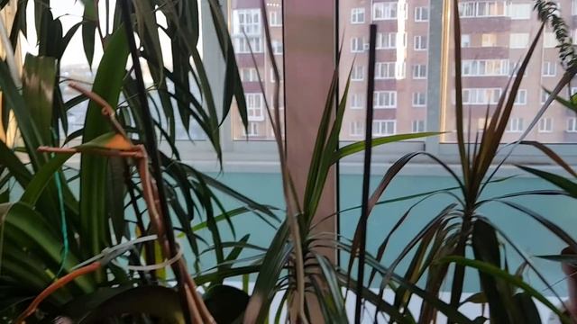 Домашние растения. Полный обзор растений Октябрь 2018 г. смотреть онлайн