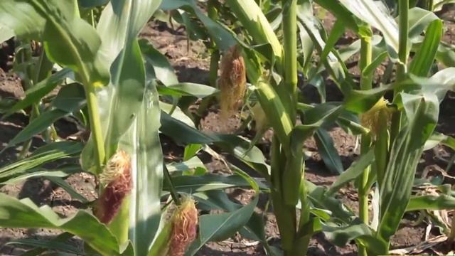 Иван Друмов - "Человек года-2016" - награда Ассоциации болгар Украины смотреть онлайн