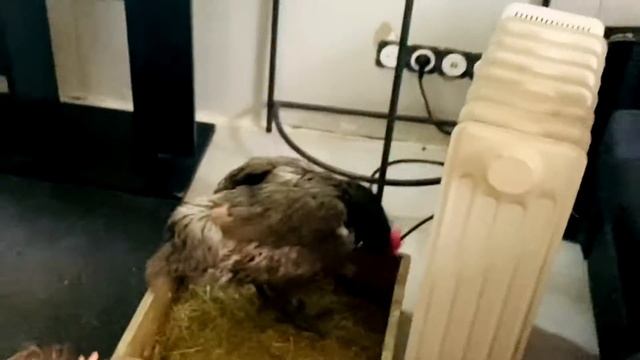 Как отучить собаку гонять куриц? смотреть онлайн