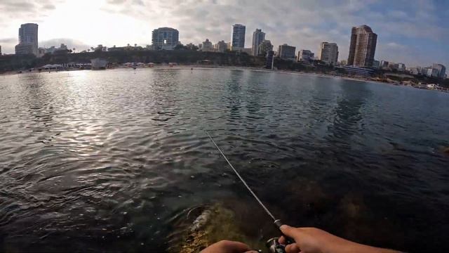 Ловля барракуды Barracuda Fishing