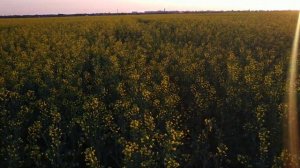 Яровой рапс. 28мая!