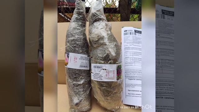 Отзыв Агромаркет (відгук), распаковка саженцев шелковицы, чудо-вишни и груши. смотреть онлайн
