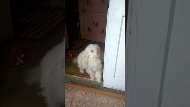 Умная собака#собакавсёпонимака#ляля#умныйпес#ученыйпес#нехочустричься#2017#ржака#прикол#животные смотреть онлайн