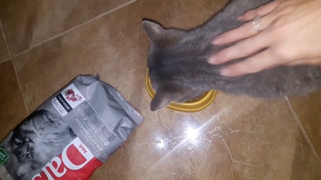 Darsi. Дигустация. Тишелина. ? #корм #кошка #darsi