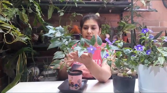 Como CUIDAR BROWALLIA SPECIOSA / CAUCANA / ALONDRA l manuplant смотреть онлайн