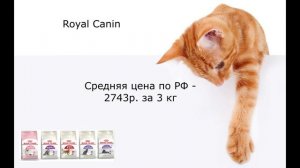 Топ 4 лучших корма эконом класса для кошек |ТИПИЧНЫЙ КОТ|