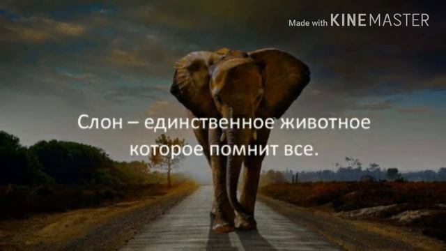 Топ 5 фактов о животных смотреть онлайн