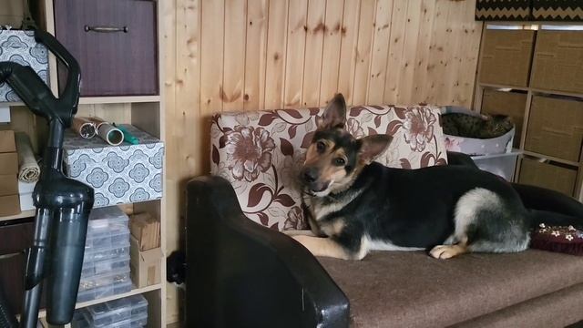Неко решила сама себя развлечь/Эти злые кошки/ОДНА В ДЕРЕВНЕ??♀️ смотреть онлайн
