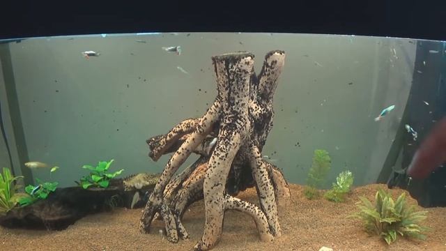 Acuarios Smart - Poda ambulia смотреть онлайн