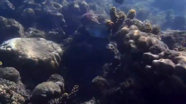 На дне Красного моря смотреть онлайн