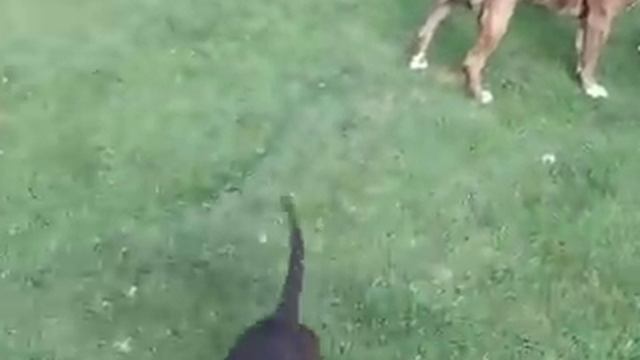 Killer Pitbull/Akita Family смотреть онлайн
