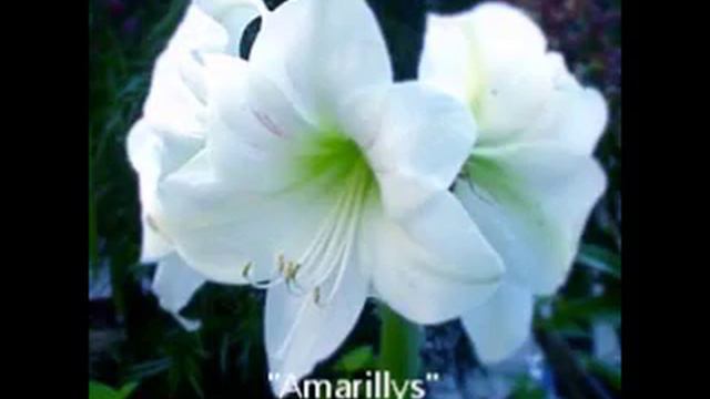 Amaryllis - Romain Passegue смотреть онлайн