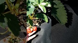 Урожайный сорт клубники Соната, обзор посадок.