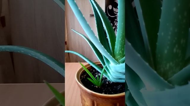 Алоэ вера разрастается ? смотреть онлайн