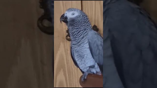 - как дела? как здоровье? - читоха!.. смотреть онлайн