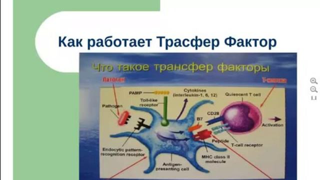 Трансфер Фактор в педиатрии смотреть онлайн