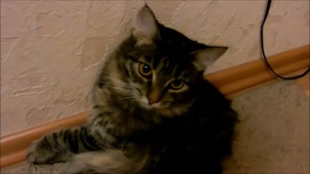 Мой котёнок маруська смотреть онлайн