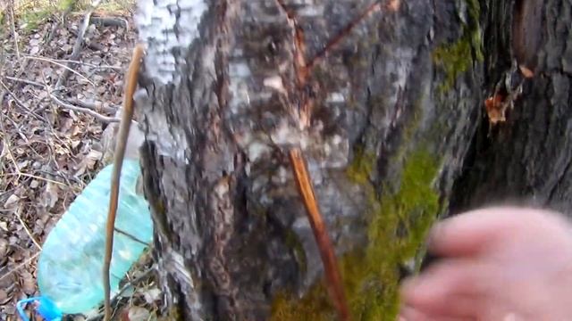 Собираем БЕРЁЗОВЫЙ СОК. 15 Литров ЗА НОЧЬ!!!/How to QUICKLY and PROPERLY collect BIRCH SAP смотреть онлайн