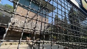 Обезьянка Люся передала угощения для беременных самок Ады и Сказки!