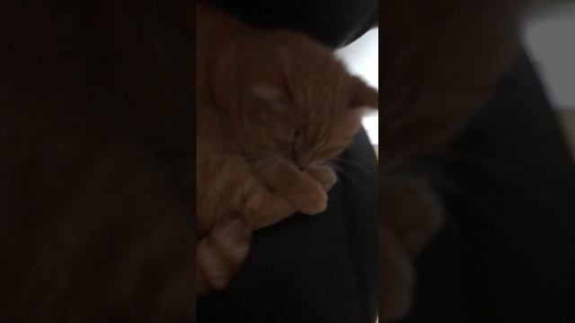Просто видио про моего кота! смотреть онлайн