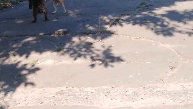 ФРАНЦУЗСКИЙ БУЛЬДОГ МИРА И НОВЫЙ КАВАЛЕР / ТЕЛЯЧЬИ НЕЖНОСТИ / FRENCH BULLDOG PEACE AND GROOM смотреть онлайн