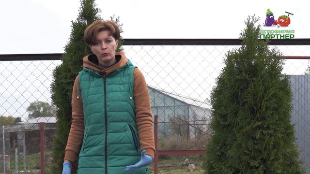 Готовим туи и многолетние цветы к успешной зимовке смотреть онлайн