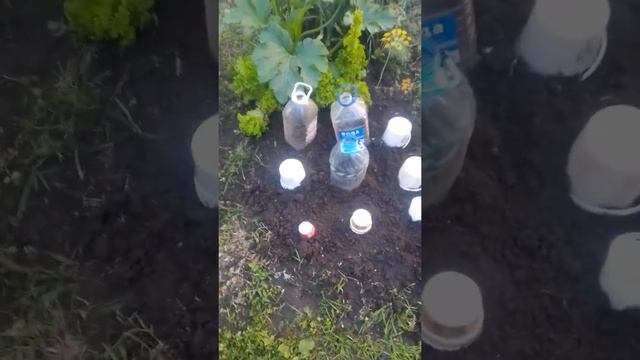 сажаем пекинскую капусту в конце июля.... смотреть онлайн