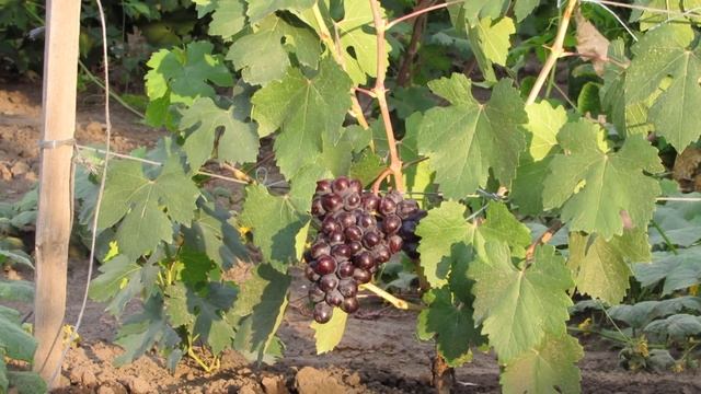 Виноград Подарок Несветая уже готов 2018(Сигналка) HD смотреть онлайн