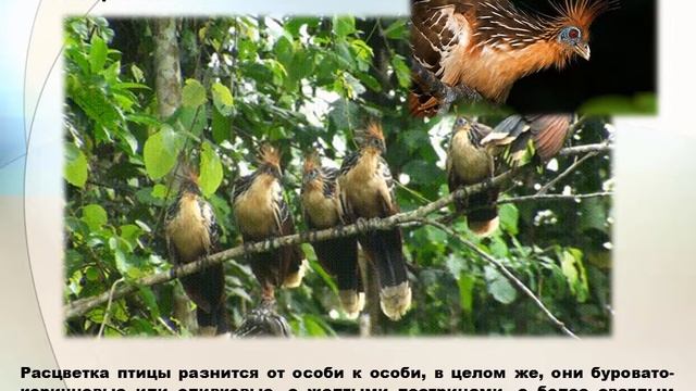 Анимированное видео (Gif) «Семейство гоацины. Отряд Курообразные» смотреть онлайн