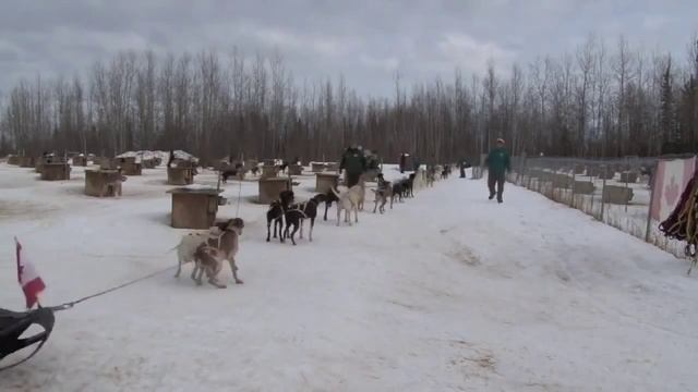 Один каюр, одни нарты, 50 собак! смотреть онлайн