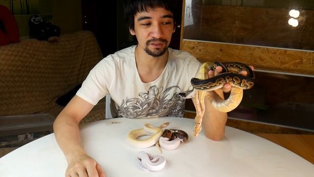 ЗМЕИ ДЛЯ НАЧИНАЮЩИХ. Хотите питона? Берите королевского питона!