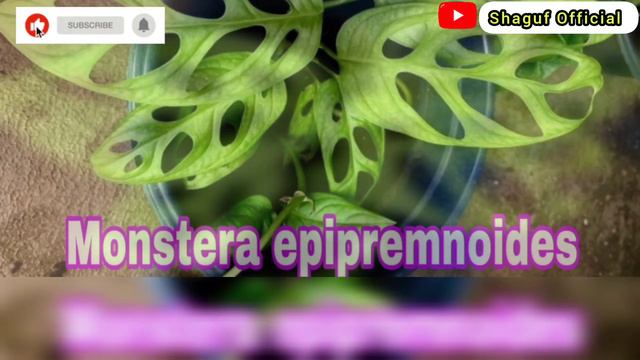 16 Different types of monstera plant || Monstera plant || monstera plant varieties смотреть онлайн