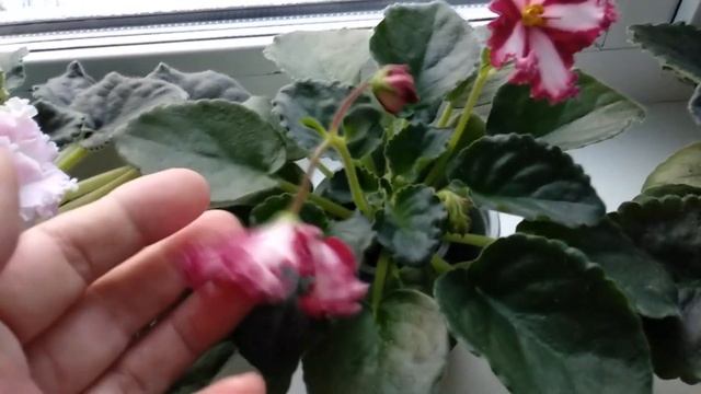 Фиалки из моей коллекции. Краткая характеристика каждому сорту. смотреть онлайн