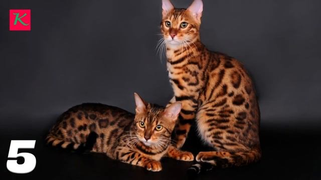 Топ самых дорогих кошек смотреть онлайн