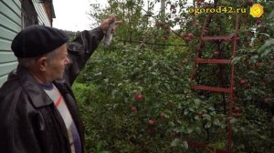 Как вырастить в Сибири крупноплодные яблони? Решение вопроса