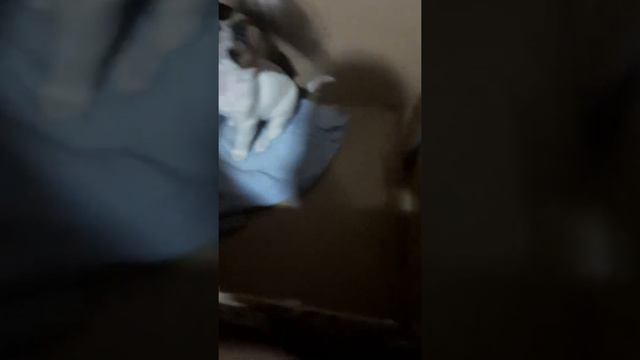 Собака Джулия пытаеться поймать игрушечную мышь смотреть онлайн
