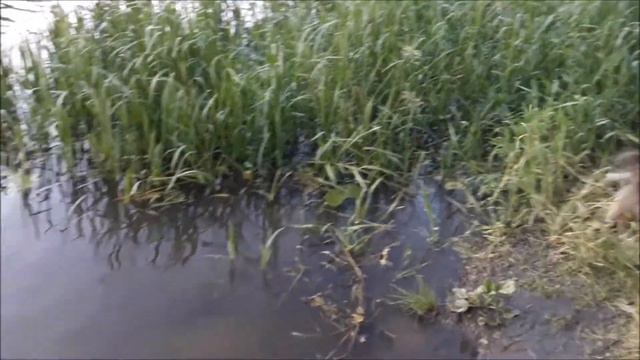 Поплаваем! Вечернее купание в реке. смотреть онлайн