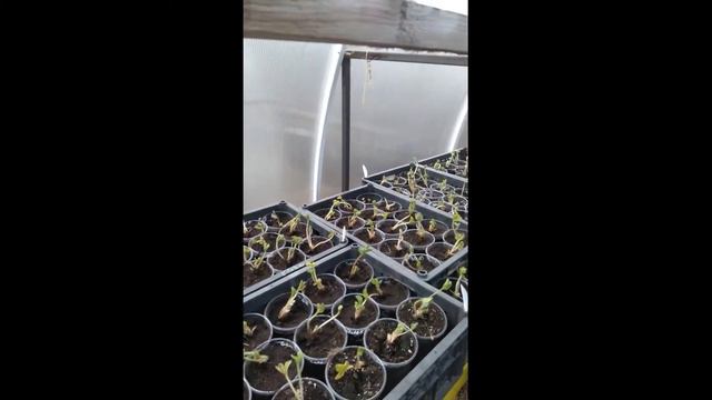 Обзор клубники, рассады фриго в теплице, апрель. смотреть онлайн