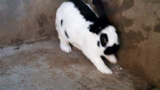 Доставка кроликов по Украине. К нам едет новый житель. Строкач самец 6-месяцев. смотреть онлайн