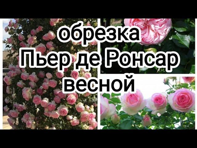 Обрезка розы ПЬЕР ДЕ РОНСАР весной. rosebushes.ru. Ксения смотреть онлайн