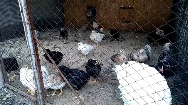 Юрловские голосистые и наш Индюк пытается позировать) смотреть онлайн