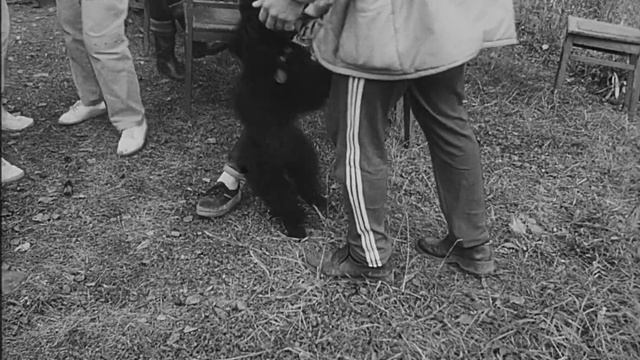 "Почему сгорел садовый домик" 1987г. смотреть онлайн