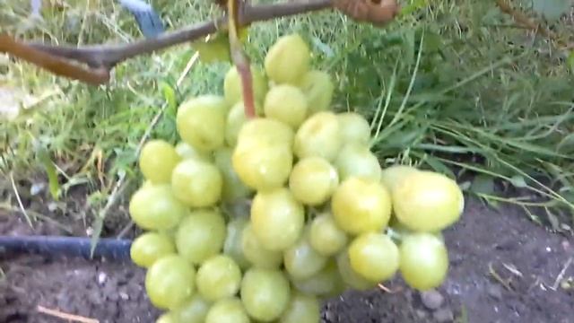 Виноград ДАРЬЯ.Донецк смотреть онлайн