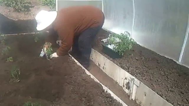 Устройство грядок в теплице и высадка рассады томатов смотреть онлайн