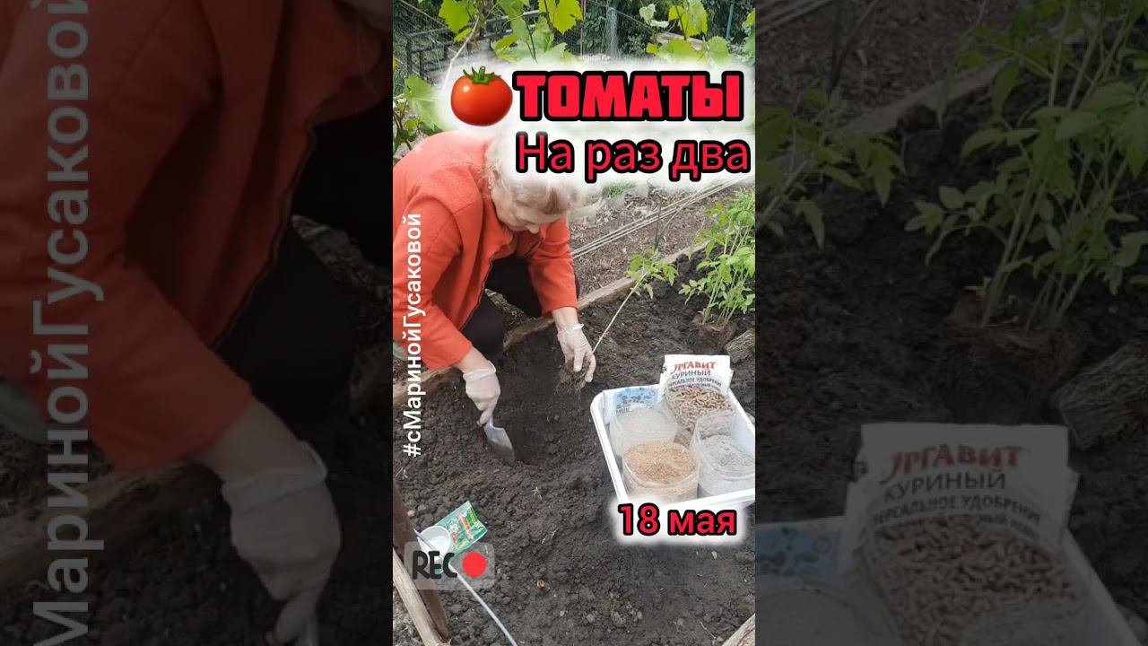 ТОМАТЫ Высадка рассады Чем заправить? Переросшая рассада - основные правила | с Мариной Гусаковой смотреть онлайн