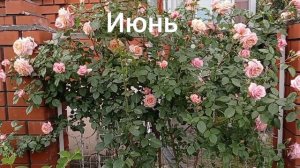 Роза «Барок». Вспоминаем лето 2022.