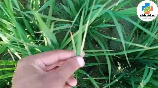 rice blast,rice neck,collar,leaf,node blast disease symptoms nd control,paricularia fungs details, смотреть онлайн