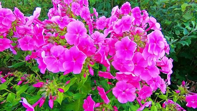 Цветы флоксы в моем саду. Какие флоксы цветут в конце июля смотреть онлайн