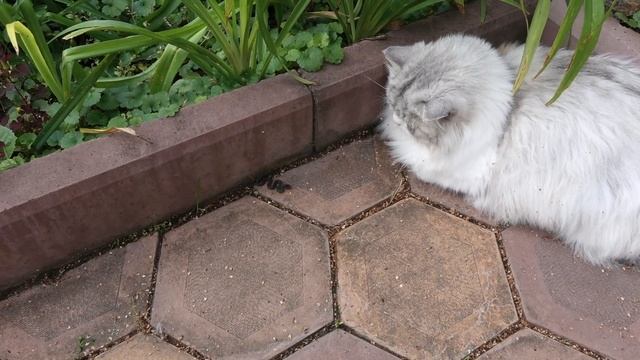 Живет змея на участке. А вот и потомство! смотреть онлайн